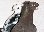 Bayburt Güvercinleri